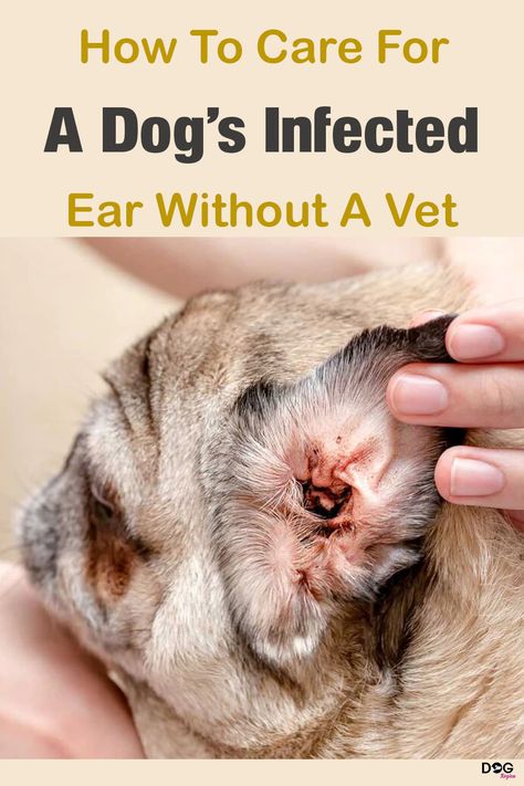 How are dog ears cleaned? Yeast In Dogs Ears, Dog Ear Cleaner Homemade, Itchy Dog Ears, Yeast In Dogs, Dog Ear Wash, Cleaning Dogs Ears, Meds For Dogs, Dog Ear Cleaner, Dogs Ears Infection