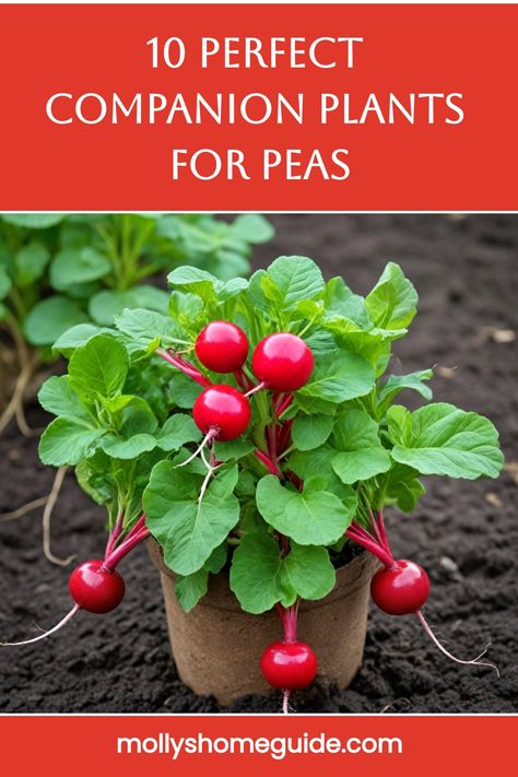 Discover the best companion plants for peas to enhance your pea garden. Peas thrive when planted alongside companions like beans, carrots, and radishes. These companion plants not only improve growth but also help deter pests naturally. Incorporating the right companions can create a thriving ecosystem in your garden while maximizing space efficiently. Explore different options for pea planting and make the most of your garden by choosing suitable companions to grow with peas. Pea Companion Plants, Planting Peas, Carrots And Radishes, Pea Garden, Best Companion Plants, Garden Peas, Pea Plant, Companion Plants, Natural Pest Control