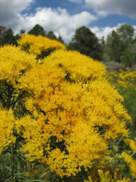 Rabbit Brush, Start Seeds Indoors, Bunny Tails, Pollinator Garden, Bunny Tail, Medicinal Plants, Flower Seeds, Garden Seeds, Horticulture