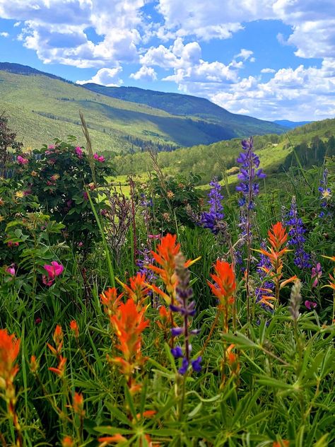 Colorado Wildflowers, Crested Butte, Dream Garden, Beautiful Nature, Colorado, Wild Flowers, Most Beautiful, Sweet Home, Natural Landmarks