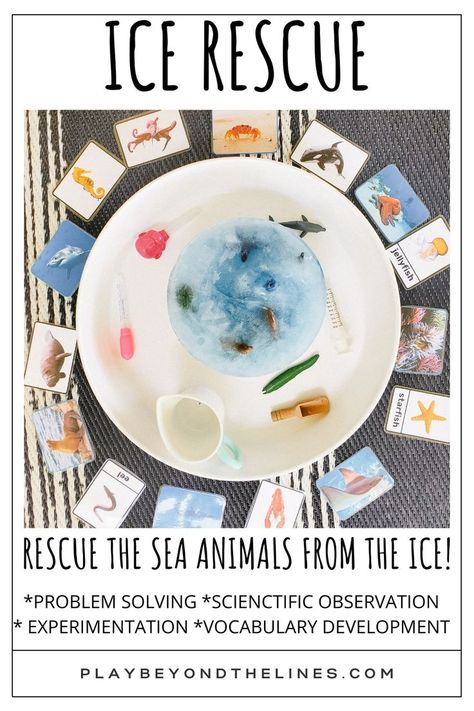 Ice Rescue Play is a great way to engage kids in an extended activity that has hidden science within. Easy to create with a little freeze time and is sure to entertain. Children will problem solve, experiment and observe changes in matter as they work to free the objects. This is a perfect activity to bring outdoors on a hot summer day. Changes In Matter, Science Topics, Engage Kids, Scientific Method, Science Activities, Sea Animals, Summer Day, Hot Summer, Problem Solving