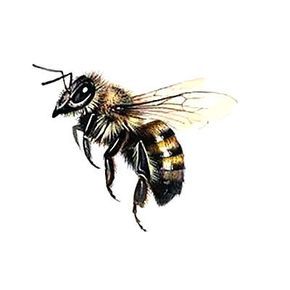 Cute Flying Bee Tattoo Design - Nice realistic flying bee. Honey Bee Tattoo, Apis Mellifera, Bee Images, Bee Drawing, Bee Illustration, Initial Tattoo, Bee Tattoo, Desenho Tattoo, 3d Drawings