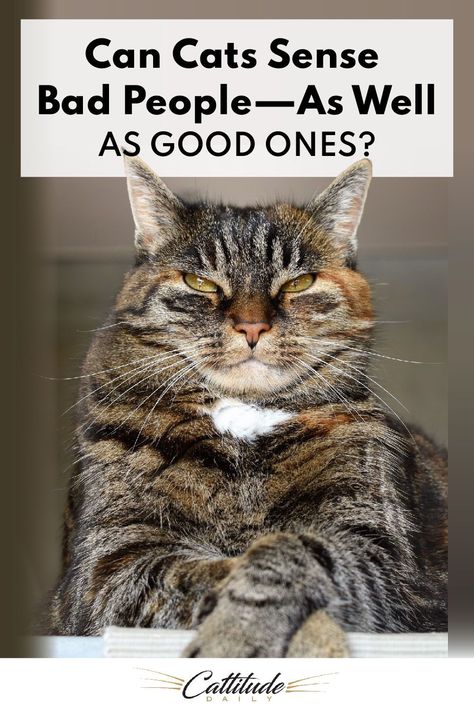 Is it true that cats have the ability to sense bad people—and spot out of the good ones, too? Let’s take a closer look. Cat Facts Funny, Tuxedo Cat Facts, Cat Questions, Bad People, Facts Funny, Bengal Kitten, Cat Hacks, Cat Care Tips, Cat Parenting