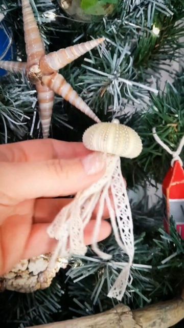 Beachcombing Finds, Beachy Christmas, Shell Collection, Seashell Jewelry, Newfoundland And Labrador, Diy Decorations, Sea Urchin, Seashell Crafts, December 1