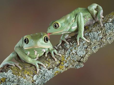 Rana mono encerada Frog Frog, Small Art Prints, Free Art Prints, Frog And Toad, Tree Frogs, Art Prints Wall, 10 Picture, Reptiles And Amphibians, Pink Tulips