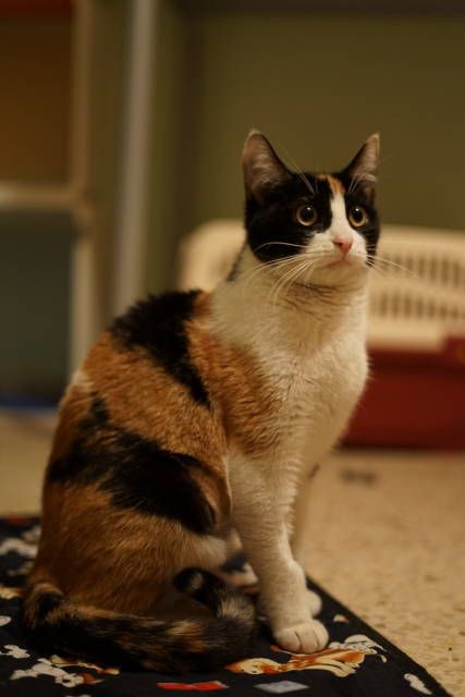 Fusa es una gatita tricolor joven que apareció de madrugada en una colonia de gatos a la que no pertenecía.... #adoptar #mascotas #adopcion #perros #gatos Gato Calico, Calico Cat, Animals, Anime, Pins