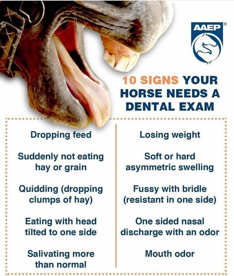 Equine Cranial Nerves, Equine Dentistry, Equine Vet Tech, Donkey Care, Equine Vet, Vet Tech School, Vet Tech Student, Equine Care, Dental Exam