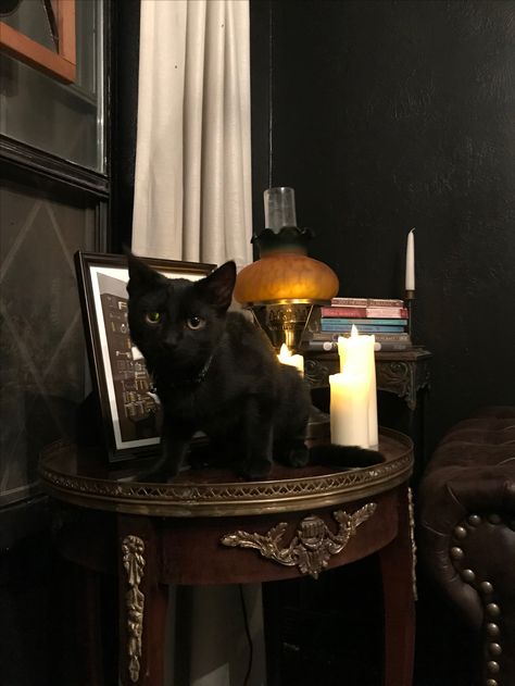 Animal Aesthetic, Aesthetic Dark Academia, Black Kitty, Cat Animal, Dark Academia Aesthetic, Aesthetic Dark, Academia Aesthetic, Cat Pet, Dark Academia