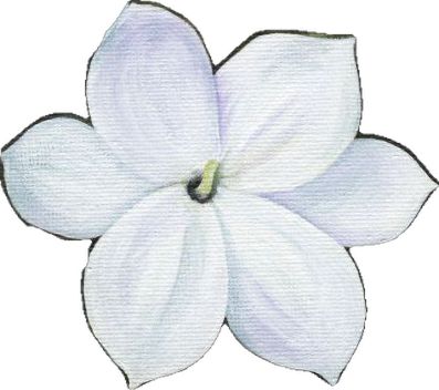 Arabian Jasmine, Filipino Art, National Flower, Next Tattoo, Philippines, I Want, Flowers