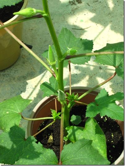 okra plants with pods Okra Companion Planting, Grow Okra, Vegetables In Containers, Growing Okra, Okra Plant, Okra Seeds, Cheese Bars, Growing Mint, Easy Vegetables To Grow