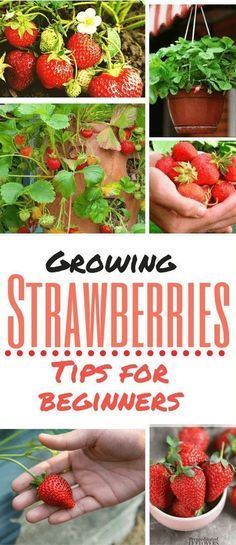 Grow Strawberries, Organic Vegetable Garden, Growing Strawberries, Aquaponics System, Organic Gardening Tips, Growing Fruit, Hydroponic Gardening, Fruit Garden, Garden Pests