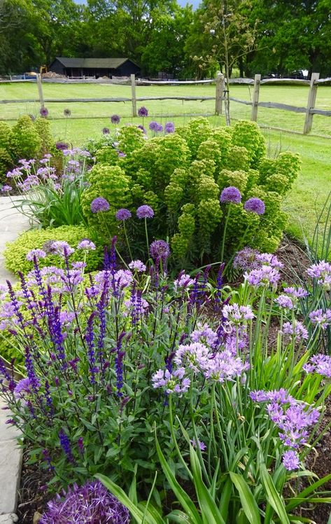 verbena allium garden design - Google Search Allium Flowers Landscaping, Allium Garden, Allium Flowers, Whimsical Garden, Garden Paths, Garden Beds, Garden Design, Terrace, Landscaping