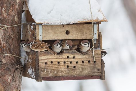 Winter Bird Feeders, Bird Feeder Station, Backyard Birds Watching, Backyard Birds Sanctuary, Survive Winter, Homemade Bird Feeders, Bird House Plans, Bird Care, Bird Houses Diy