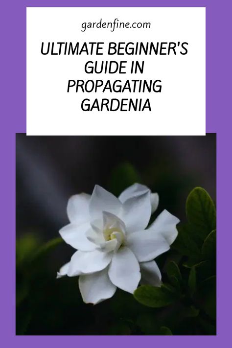 Growing Gardenias, Gardenia Plant, Air Layering, Rooting Hormone, Flowers Gardening, Root Growth, New Roots, Mother Plant, Propagating Plants