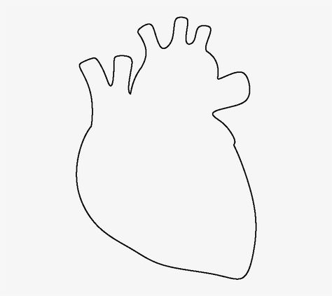 Anatomy Heart Drawing, Heart Anatomy Drawing, Library Drawing, Human Heart Drawing, Anatomy Heart, Apple Picture, Heart Anatomy, Drawing Simple, Heart Drawing