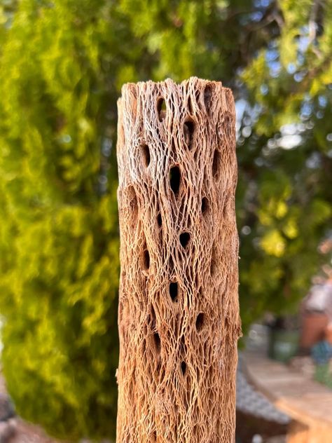 Cholla Skeleton Piece Cactus Decor Rustic Home Decor Arizona Gifts Southwestern Aquarium Decor Wood Decor - Etsy Cholla Skeleton, Arizona Gifts, Cactus Decor, Aquarium Decor, Rustic Home, Aquariums, Decor Rustic, Wood Decor, Rustic Home Decor