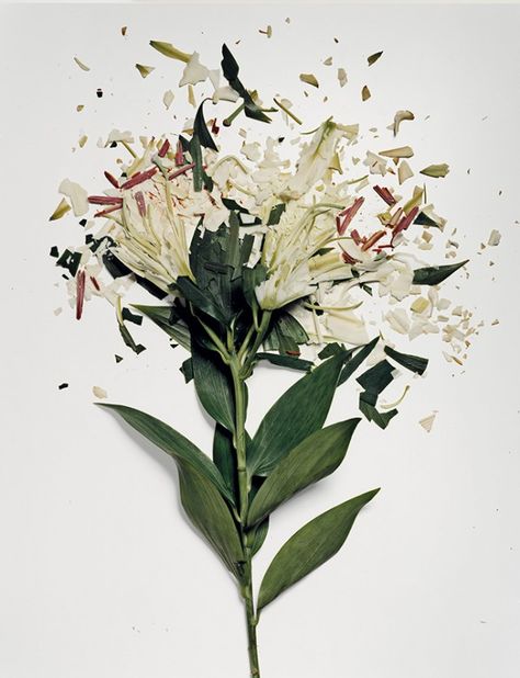 Flowers Soaked in Liquid Nitrogen Shatter on Impact A Level Photography, Growth And Decay, Liquid Nitrogen, Trendy Flowers, Floral Photography, Gcse Art, A Level Art, Natural Forms, Blog Tips