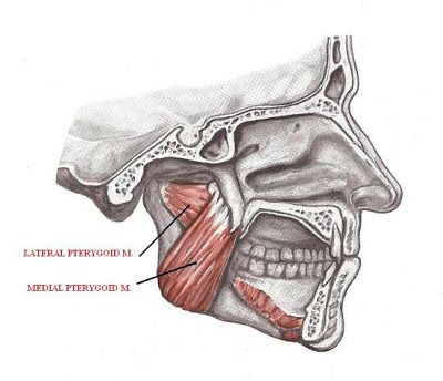 Doctors Gates: Action of lateral vs. medial Pterygoid muscle "mnemonic" Pterygoid Muscle, Medical Massage, Facial Structure, Facial Anatomy, Medical Books, Chiropractic Clinic, Medical Videos, Cupping Therapy, Human Anatomy And Physiology