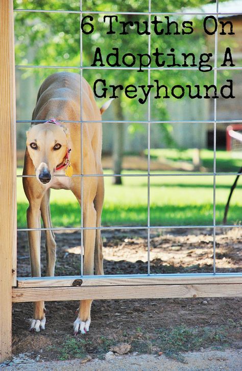 Six truths about adopting a greyhound. www.huntandhost.net Cat Food Station, Pet Photography Studio, Dog Food Station, Greyhound Puppy, Greyhound Rescue, Greyhound Adoption, Dog Advice, Cat Proofing, Greyhound Art