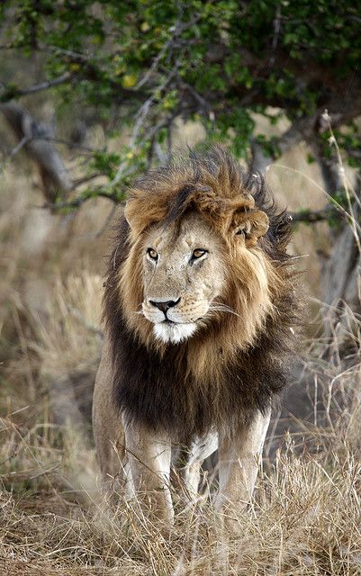 "Notch the Lion", King of the Marsh Pride - Maasai Mara, Kenya Maasai Mara Kenya, Lion Kings, Lion Africa, Animal Anime, Maasai Mara, Lion Photography, Beautiful Lion, Lion And Lioness, King Lion