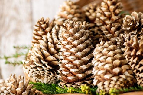 How to Bleach Pine Cones for Unique Holiday Decor Bleach Pinecones, Bleached Pine, Pine Cone Christmas Tree, Diy Snow Globe, Diy Pinecone, Unique Holiday Decor, Holiday Crafts Diy, Cone Christmas Trees, Seasonal Displays