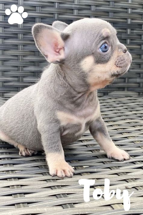 French Bulldog Dogs Bulldog Puppies For Sale, Young Family, French Bulldog Puppies, Bulldog Puppies, English Bulldog, Puppies For Sale, French Bulldog, Bulldog, Lilac