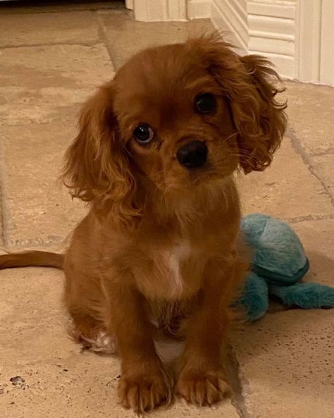 Ruby Cavalier King Charles Spaniel Puppy, Ruby Cavalier, Cavalier King Charles Spaniel Puppy, Charles Spaniel Puppy, King Charles Spaniel Puppy, Cavalier Dog, Cavalier Puppy, Cavalier King Charles Dog, King Charles Dog