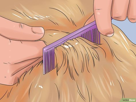 How to Groom a Golden Retriever: 14 Steps (with Pictures) Golden Retriever Haircut Styles, Golden Retriever Grooming Styles, Golden Retriever Haircut, Golden Retriever Care, Golden Retriever Grooming, Best Hair Brush, Matted Hair, Puppy Cut, Grooming Style