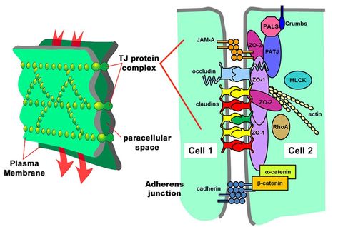 Cell Junction, Gap Junction, Plasma Membrane, To Study, Our Body, Gap, Tights