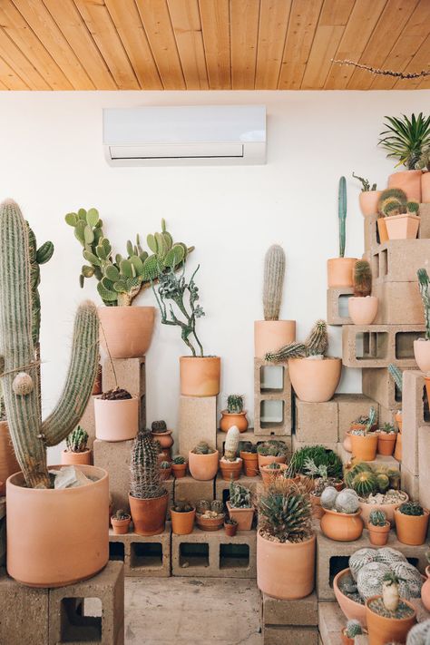 Inside Cactus Store in Echo Park, Los Angeles — California — Haarkon Indoor Cactus Plants, How To Grow Cactus, Cactus House Plants, Indoor Cactus, Cactus Planta, نباتات منزلية, Cactus Decor, House Plants Decor, Cactus Garden