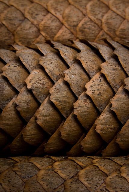 Textures Of Nature, Nature Close Up Photographs, Natural Texture Inspiration, Surface And Texture, Texture In Nature, Textures In Nature, Nature Structure, Pinecone Pattern, Macro Texture