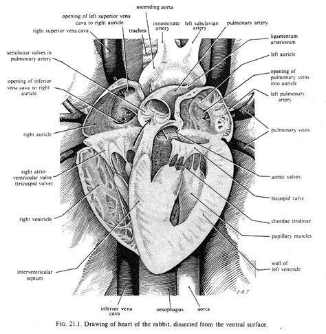 anatomy of the rabbit heart Rabbit Anatomy, Harrier Dog, Veterinary Tech, Vet Tech Student, Large Animal Vet, All About Rabbits, Vet Medicine, Dog Anatomy, Heart Anatomy