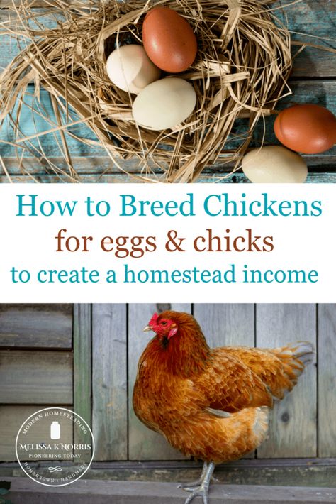 Breeding Chickens, Chicken Breeds For Eggs, Breed Chickens, Homestead Animals, Hatching Chickens, Laying Chickens, Hatching Chicks, Dust Bath, Selective Breeding