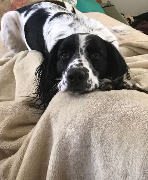 Irish Springer Spaniel, French Spaniel, Sprinter Spaniel, Springer Spaniel Black, Black And White Cocker Spaniel Puppy, Black And White Springer Spaniel, Springer Spaniel Black And White, English Springer Spaniel Black And White, American Cocker Spaniel Black And White