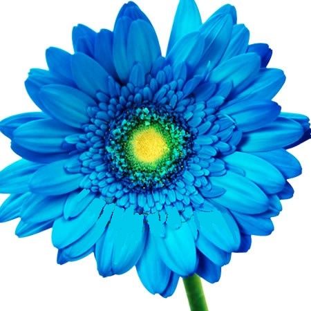 Blue Gerbera Daisy, Dahlia Tattoo, Dyed Flowers, October Flowers, Gerber Daisy, Gerbera Daisies, Calendula Flower, Gerber Daisies, Cartoon Flowers