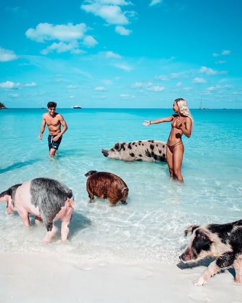 Pig Beach, Teach English, Destin Florida, Dream Travel Destinations, Beautiful Places To Travel, Travel Goals, Travel Inspo, Dream Destinations, Lake Tahoe