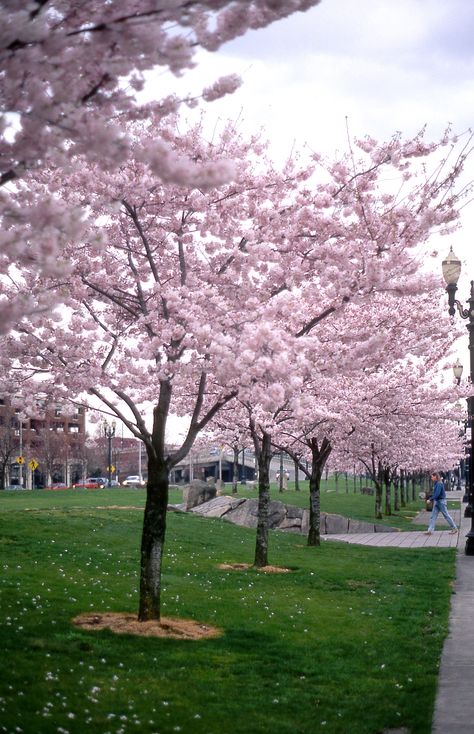 GardenSmart :: ARTICLES :: Grow Your Own Hanami Tradition With Cheery Cherry Trees Prunus X Yedoensis, Trees For Front Yard, Flowering Cherry Tree, Orange Highlights, Blossom Season, Street Trees, Blossom Garden, Cherry Trees, Cherry Blossom Season