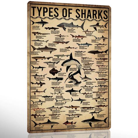 PRICES MAY VARY. Shark Knowledge Sign Size: 8×12 Inch. Made from metal material, this decorative sign is built to last and withstand wear and tear. Types Of Shark Poster Sign Eye-catching Design: The sleek and stylish design of this metal tin sign adds a touch of vintage charm to any room. Shark Knowledge Tin Sign Versatile Use: Perfect for decorating your home, office, or any indoor space. Also a great addition to themed events and parties. Types Of Shark Poster Sign Easy to Install: Pre-drille Whale Shark Poster Aesthetic, Shark Room Decor, Sharks Poster, Shark Posters, Shark Themed Bedroom, Types Of Sharks Poster, Sharks Infographic, Biology Gifts, Shark Poster