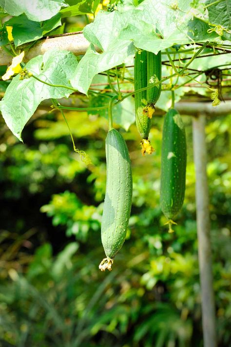 How To Grow Loofah Sponges - Plantglossary Grow Loofah, Loofah Plant, Lavender Hedge, Natural Cleaning Solutions, Natural Body Scrub, Body Scrub Recipe, Loofah Sponge, Shower Scrubber, Seed Germination