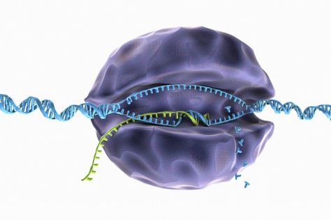 RNA molecules are unique nucleic acids that are essential to protein synthesis. Messenger RNA, transfer RNA, and ribosomal RNA are three types of RNA. Dna Transcription, Dna And Rna, Anaerobic Respiration, Clinical Chemistry, Cholesterol Medications, Human Genome, Nucleic Acid, Unwanted Facial Hair, Human Anatomy And Physiology