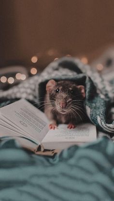 Rat Photoshoot, Rat Family, Food Photoshoot, Christmas Campaign, Cute Rats, Pet Rats, Silly Animals, Photo Projects, Rodents