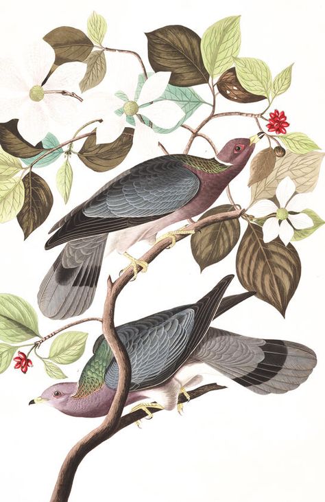 Wood Pigeon Illustration, Band Tailed Pigeon, Collagraphy, Audubon Prints, Vintage Bird Illustration, Audubon Birds, James Audubon, Birds Of America, Bird Poster