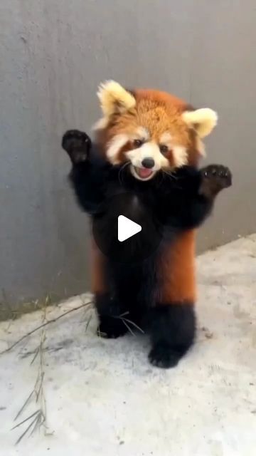 Red Panda Holic ❤️ on Instagram: "Hands up!🥰
🐻
🐻
Get daily Updated Red Panda photos and videos
✅Follow: @redpandaholic_
✅Follow: @redpandaholic_
🐻
🐻
🎥 Credit: @littlepanda6487❤️
All credits are reserved for their respective owners 💼
DM for me or the removal
🐻
🐻
#redpanda #redpandas #redpandafan #redpandacub #redpandaworld #animalphotography #endangeredspecies #naturelovers #wildlifeconservation" Panda Photos, Red Panda Cute, Panda Love, Wildlife Conservation, Red Panda, Endangered Species, Animal Photography, Cute Animals, Photo And Video