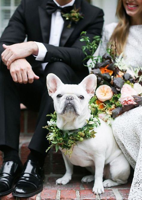 Dog in leaf wreath for wedding Happy National Dog Day, Dog Photoshoot, Wedding Pets, Wedding Inspiration Fall, Dog Wedding, Flower Crowns, Wedding Crown, Pet Parent, Flower Crown