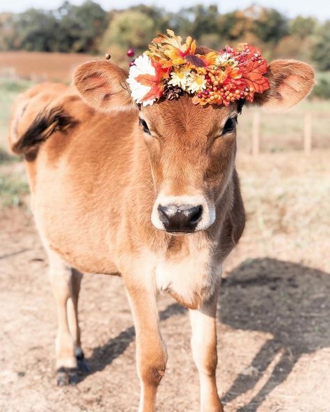 Kellogg Garden on Instagram: “Nettie looks udderly beautiful in her flower crown! 😍 - Gorgeous capture from @pinevalleyacres - - - - - - - - - - - - - - - #homestead…” Cows With Flower Crowns, Cow Flower Crown, Cute Animals Drawings, Cow With Flower Crown, Cow With Flowers, Cutest Animals On Earth, Small Cow, Baby Farm Animals