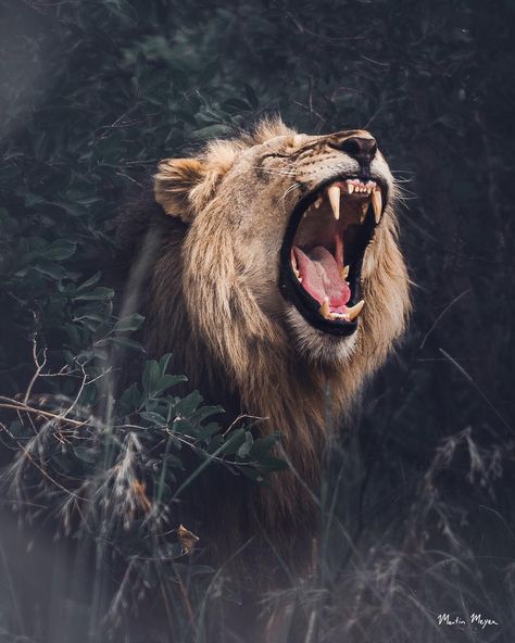 Breaking the Darkness .// Have you ever heard a Lion roar?It seems like a basic question with a yes or no answer. But it goes so much… Lion Snarling, Wallpapers Lion, Kate Daniels, Lion Roar, Jungle Lion, Kitty Aesthetic, Wild Animal Wallpaper, Lion Love, Roaring Lion