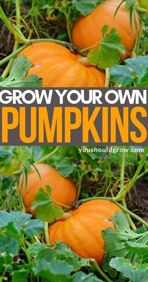 Pumpkins Growing, How To Grow Pumpkins, Grow Pumpkins, Busch Gardens Tampa, Growing Pumpkins, Vegetable Garden For Beginners, Tips For Success, Veg Garden, Home Vegetable Garden