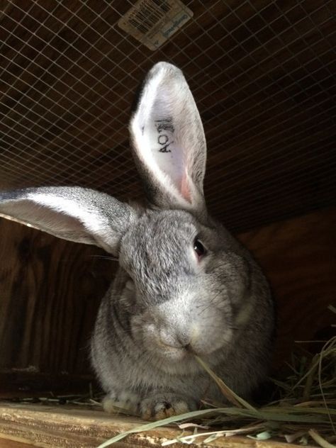 Standard Chinchilla Rabbit Chinchilla Rabbit, Rabbit Breeds, Pocket Pet, Honey Bunny, Pet Rabbit, Hamsters, No Problem, Guinea Pigs, Pigs