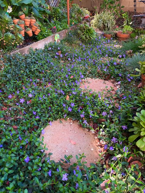 Acorn Weevil, Backyard Paths, Creeping Myrtle, Backyard Dreams, Ground Covers, Backyard Plants, Landscape Edging, Dream Backyard, Ground Cover