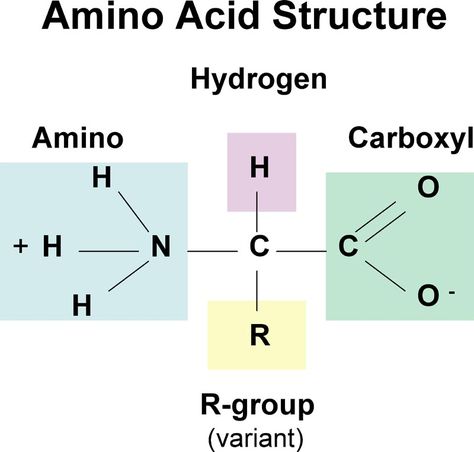 This is the structure of an amino acid, the monomer that makes up proteins. Biochemistry Notes, Peptide Bond, Amino Acid Supplements, Carboxylic Acid, Nucleic Acid, Diagram Design, Amino Acid, Anatomy And Physiology, Biochemistry